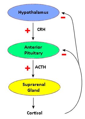 diagram illustrating the negative feedback loop involved in the release of cortisol, stimulated by CRH from the hypothatlamus then ACTH from the anterior pituitary
